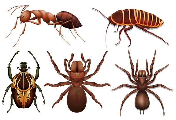 Diferentes insectos — Vector de stock