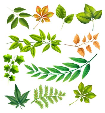 Different leaves clipart