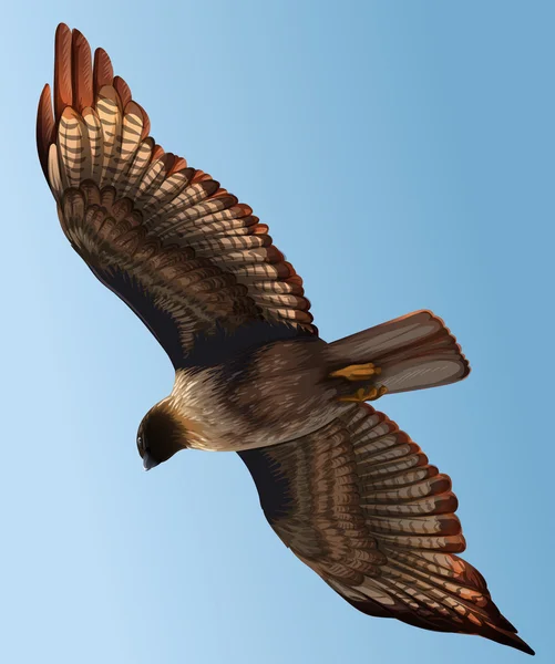 Un faucon — Image vectorielle