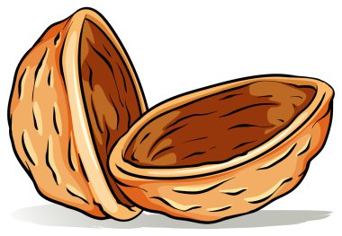 Bir fındık kabuğu