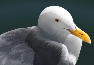 A seagull clipart