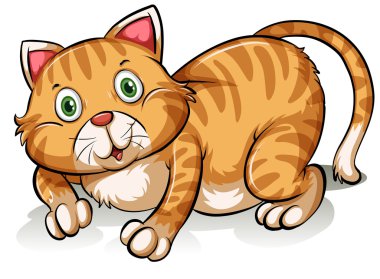 Bir kedi.