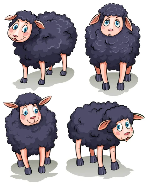 Four sheeps — Stock Vector