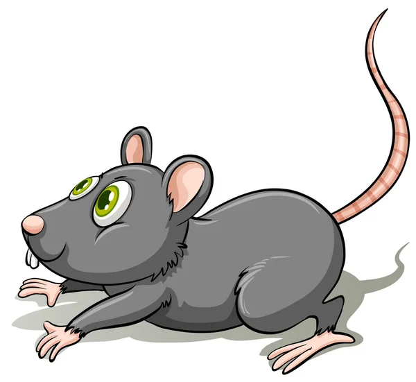 Eine graue Ratte — Stockvektor