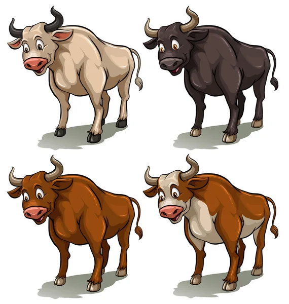 Négy bika — Stock Vector