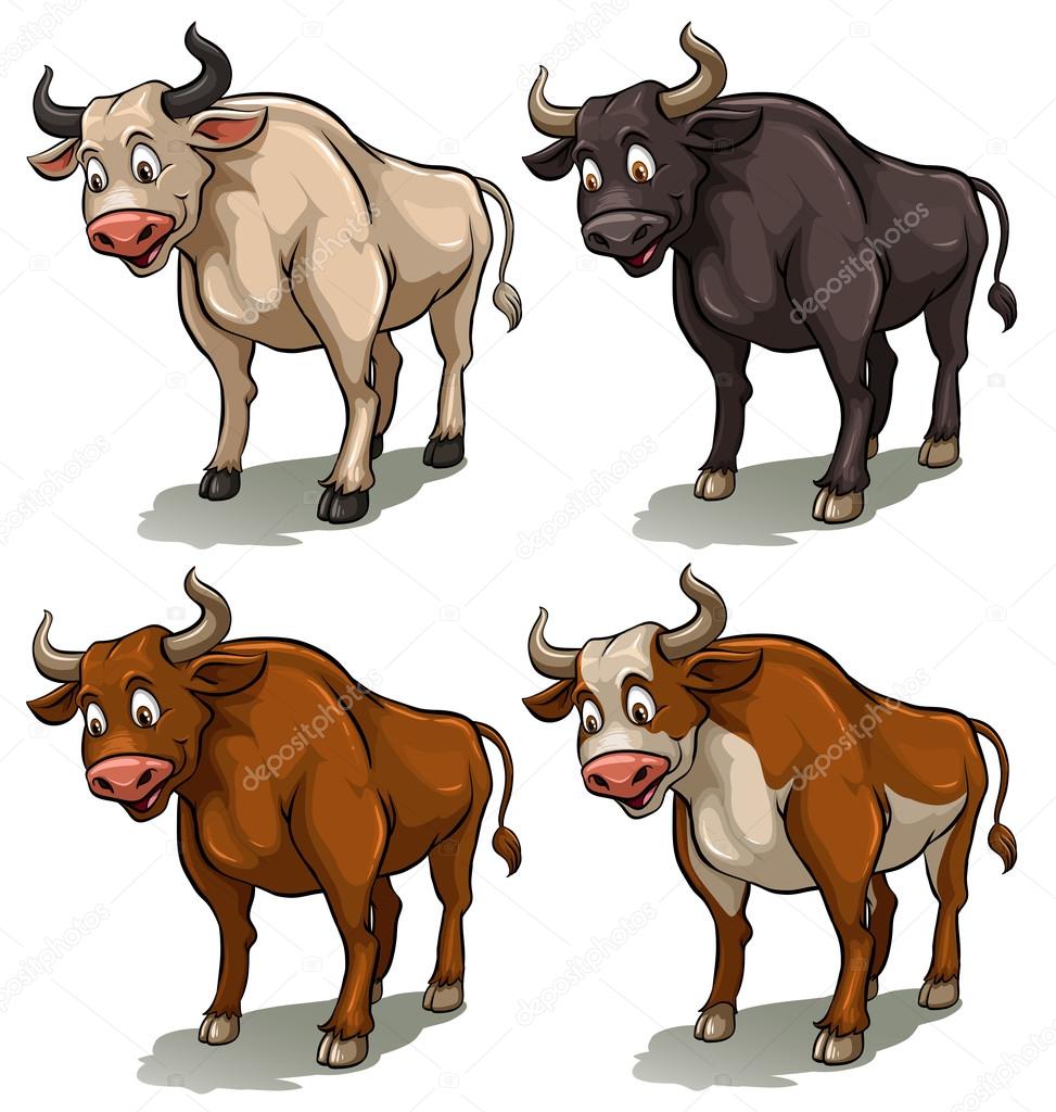 Four bulls