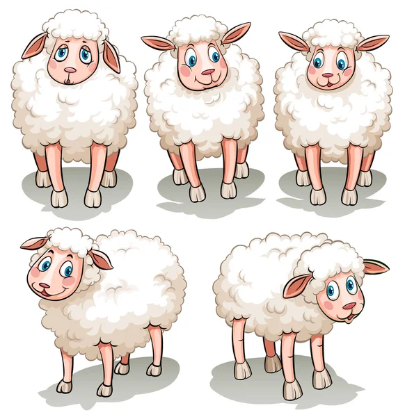 Five white sheeps — Stock Vector