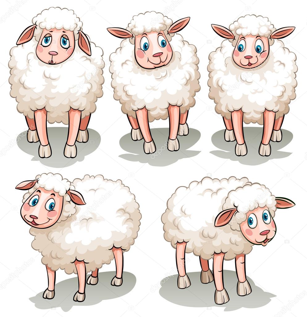 Five white sheeps