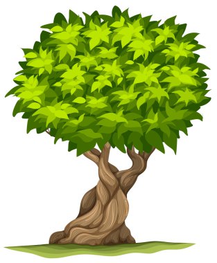 Big old tree