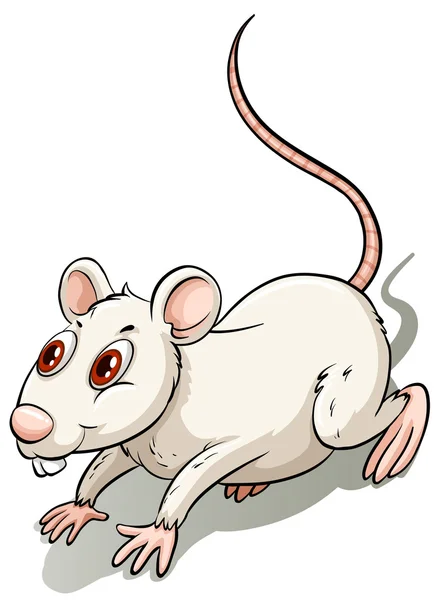 Petit rat blanc — Image vectorielle