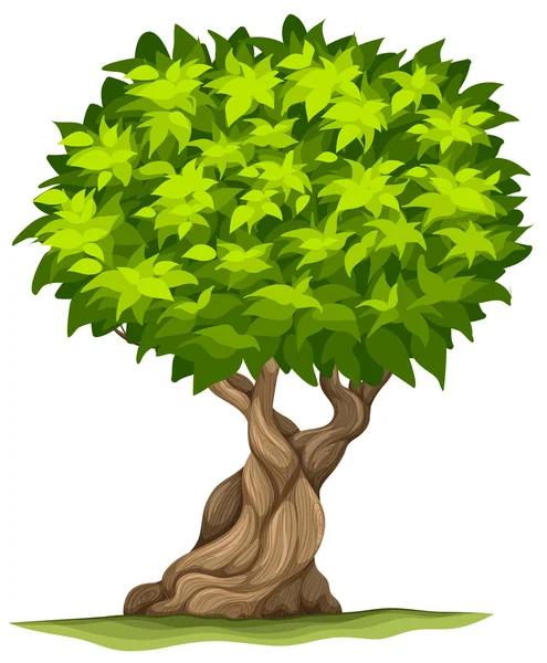 Big old tree — Stock Vector