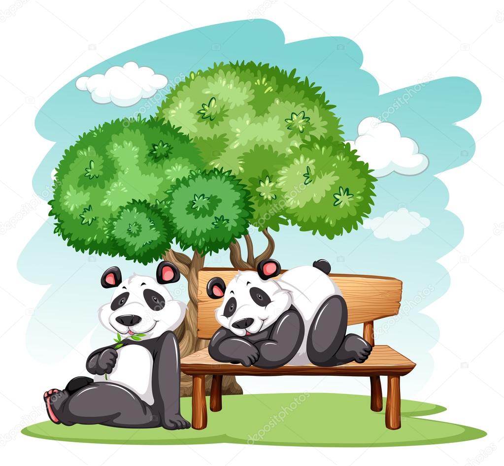 Panda bears at the park
