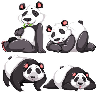Panda.