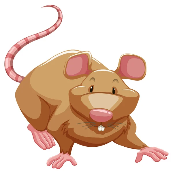 Hravý krysa — Stockový vektor