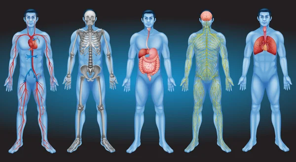 Organ Internal Stok Ilustrasi 