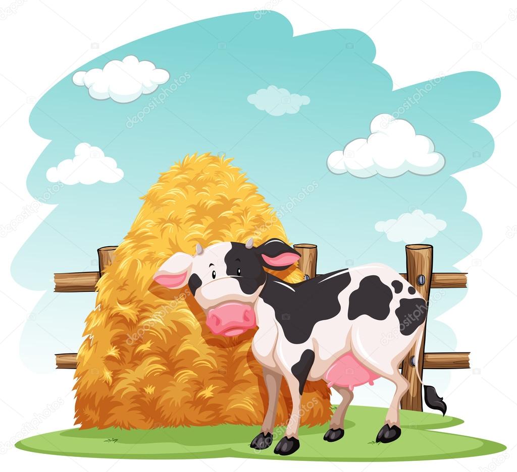 Cow and a pile of haystack