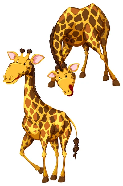 Giraffes — Stock Vector