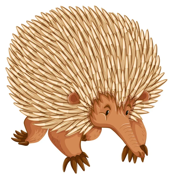 Porcupine — Stock Vector