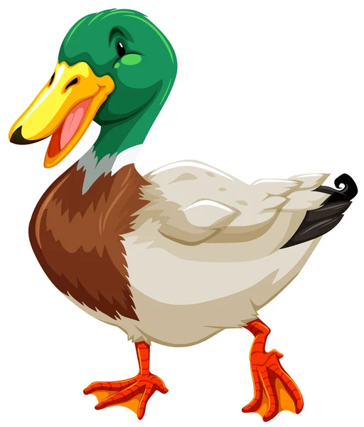 Un canard — Image vectorielle