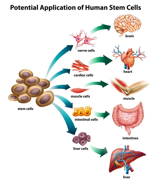 Stem cells — Stock Vector