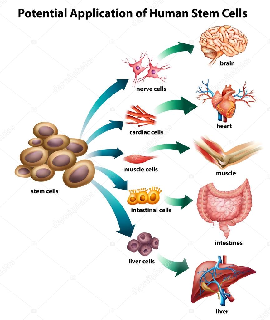 Stem cells