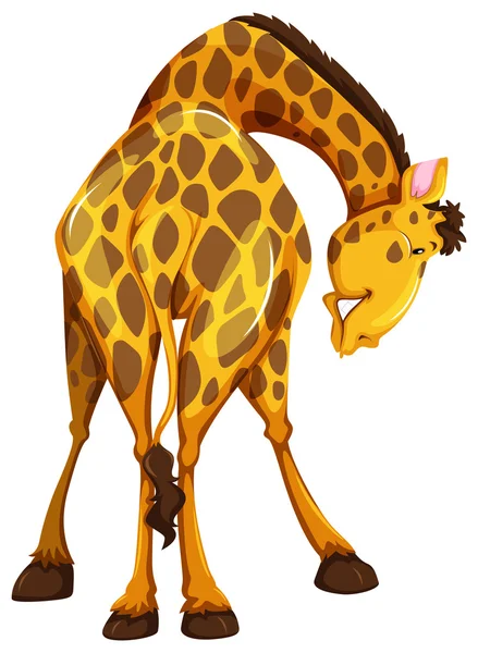 Giraffe — Stock Vector