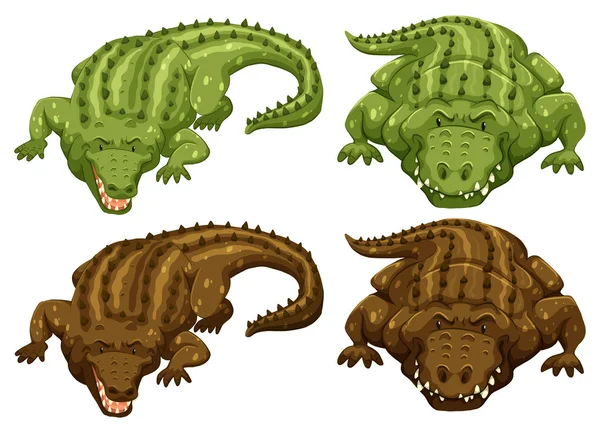 Krokodil — Stockvector