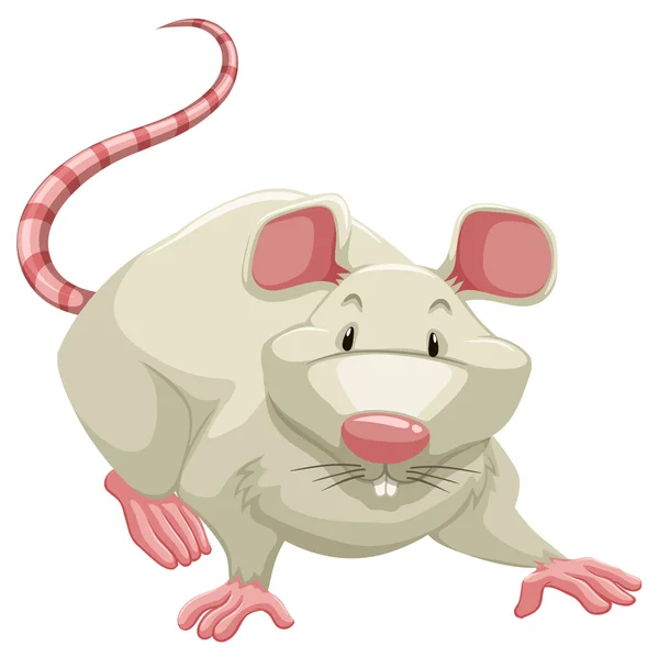 Weiße Ratte — Stockvektor