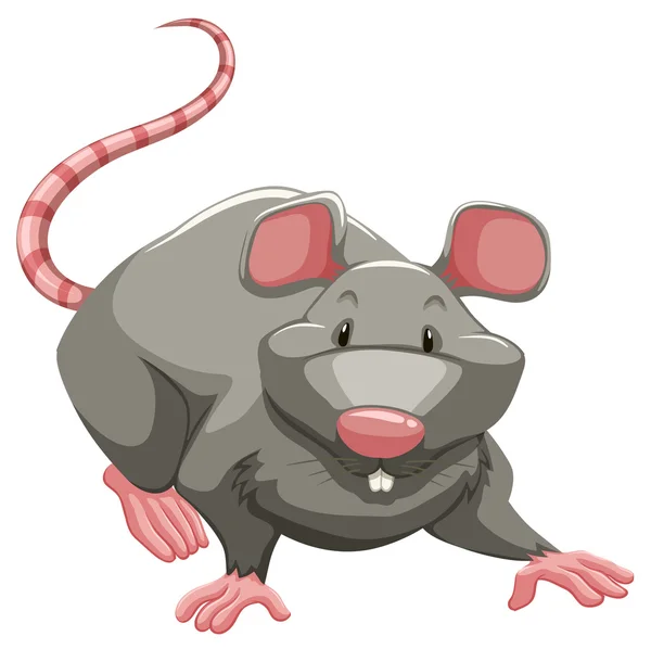 Grey rat — Stock Vector