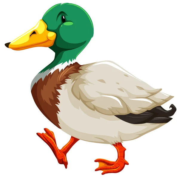 Un canard — Image vectorielle