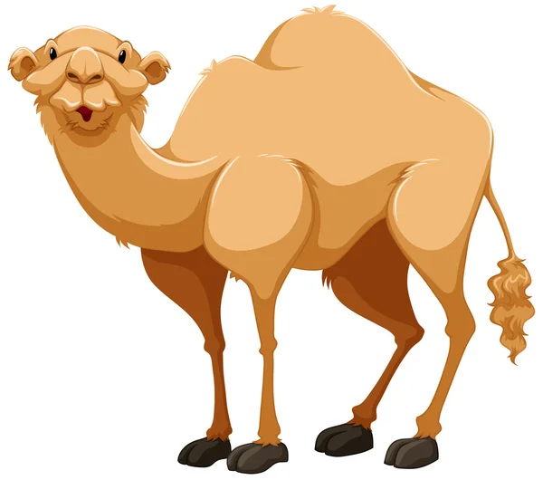 Camel — Stock Vector