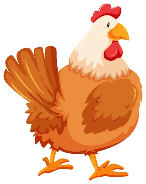 Chicken — Stock Vector