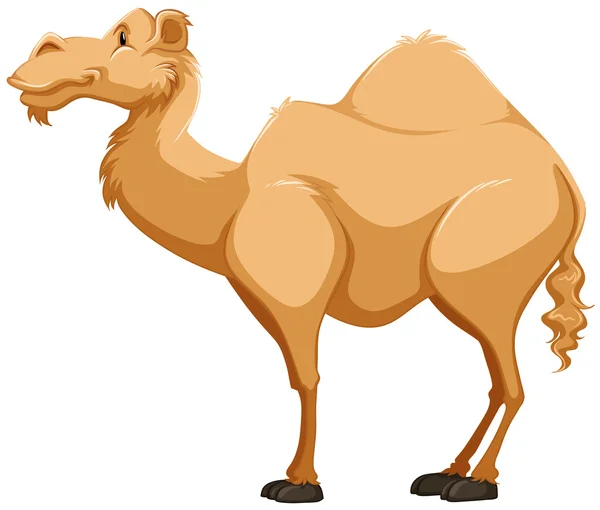 Camel — Stock Vector