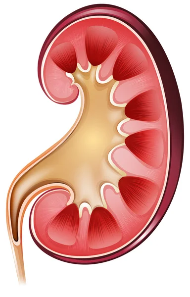 Kidney — Stock Vector