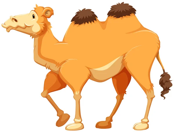 Camel — Stock Vector