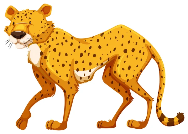 Cheetah — Stock Vector