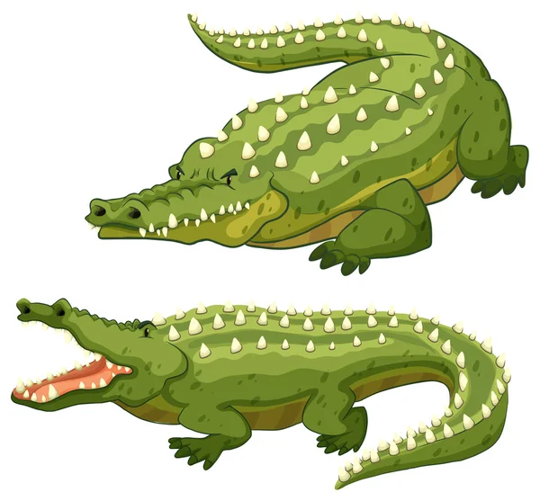 Krokodil — Stock vektor