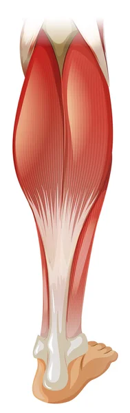 Muscle — Image vectorielle