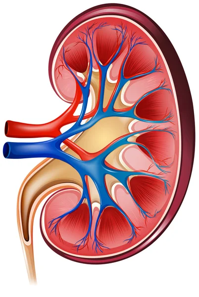 Почка — стоковый вектор