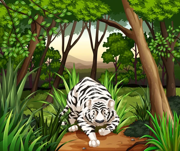 Tigre — Vector de stock