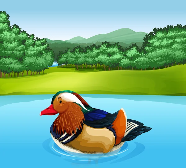 Canard Madarin — Image vectorielle