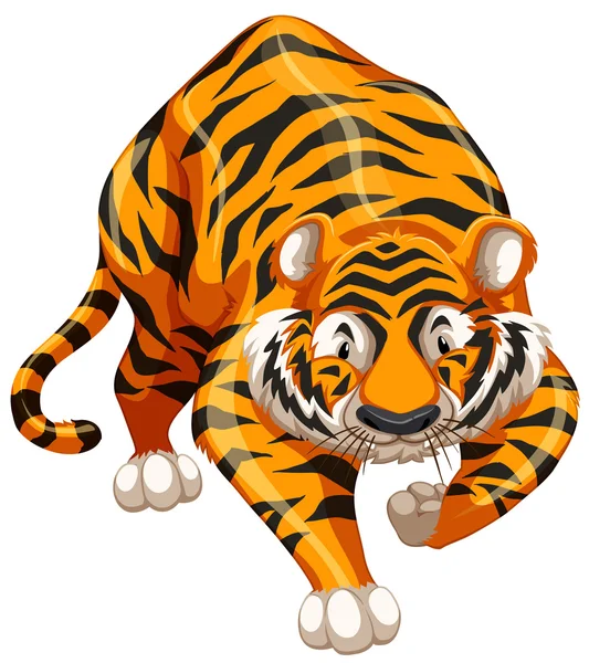 Tigre — Vector de stock