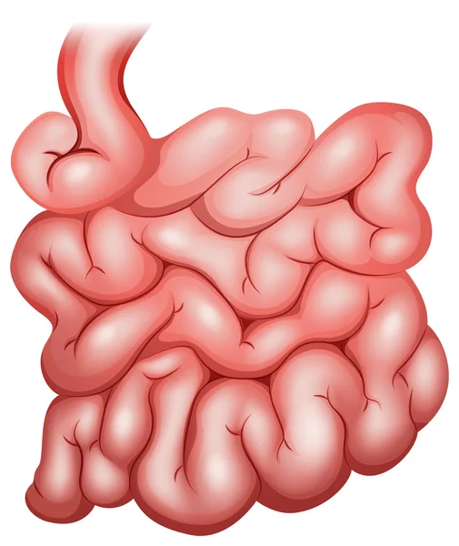 Intestino — Vector de stock