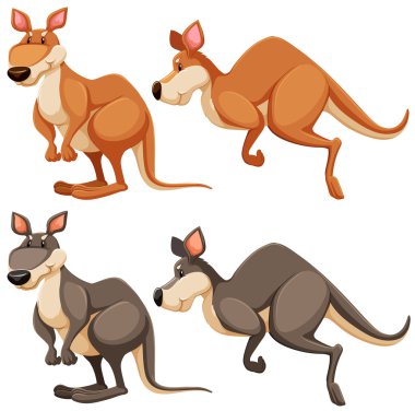 kanguru