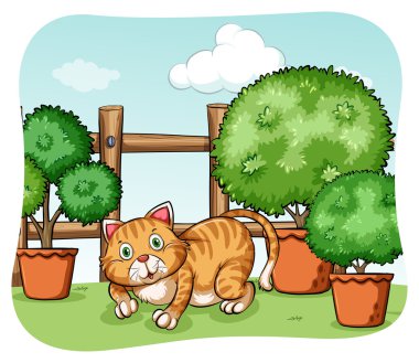 Yavru kedi