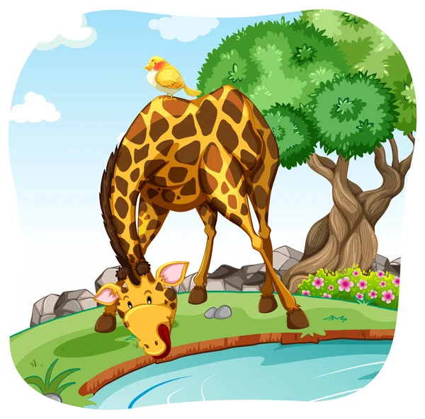 Giraffe — Stockvektor