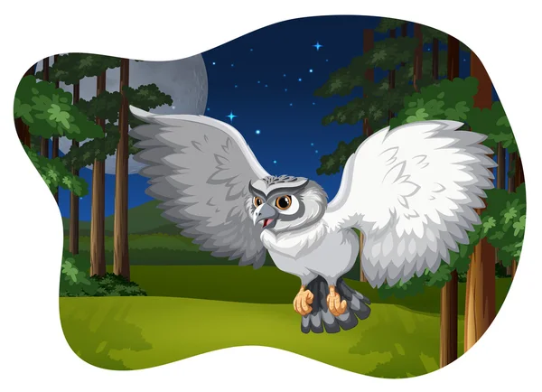 White owl — Stock Vector
