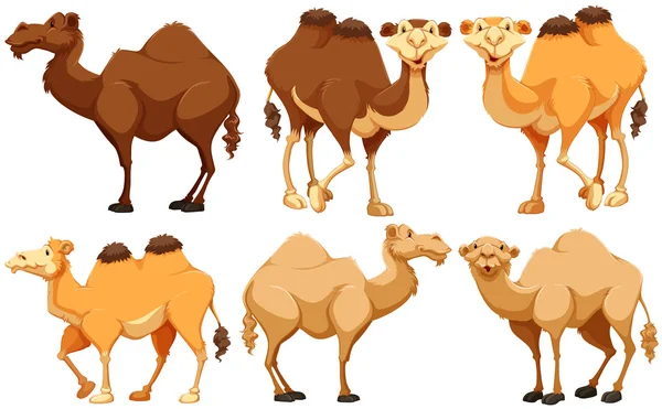 Camellos — Archivo Imágenes Vectoriales