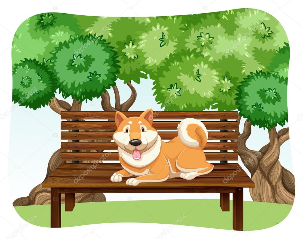 Dog on bench