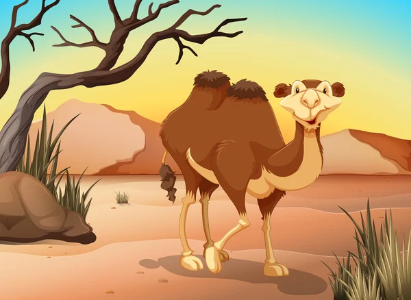 Camelo —  Vetores de Stock